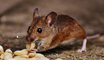24 Hour & Emergency Exterminators in Lane, IL